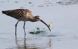 Numenius arquata, Wulp