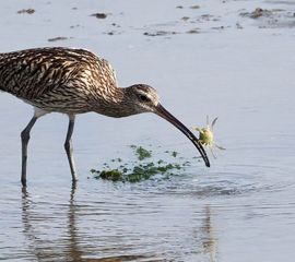 Numenius arquata, Wulp