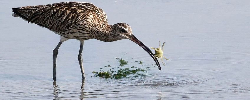 Numenius arquata, Wulp