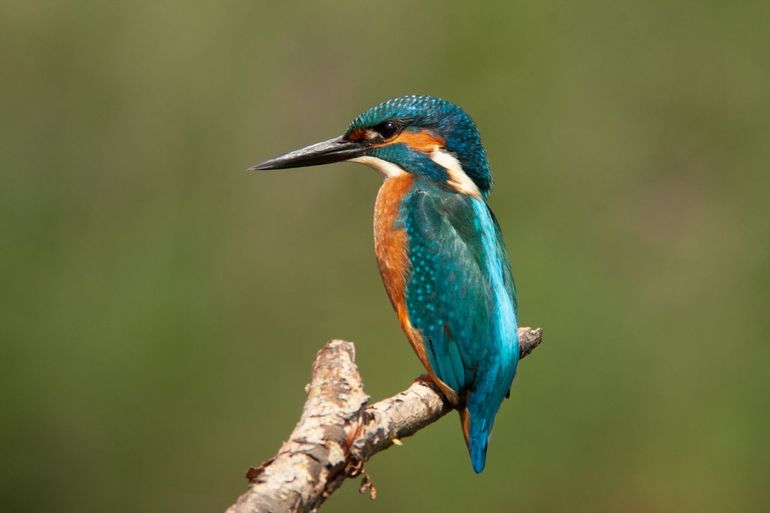 IJsvogel in de Oostvaardersplassen