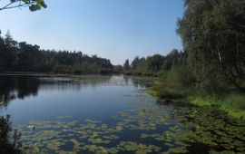 Verlanding in Venrode-Midden