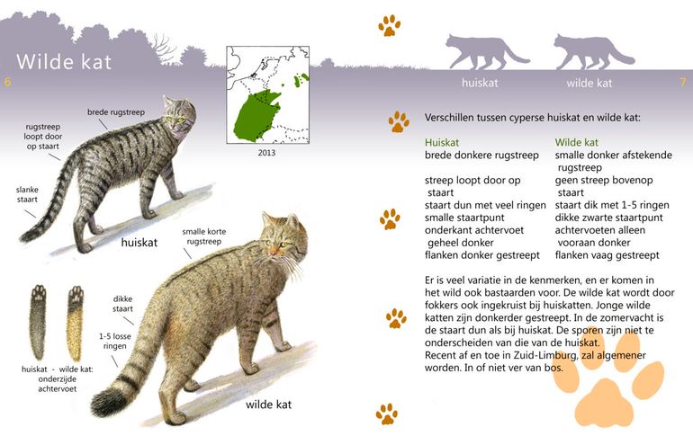 Voor het herkennen van de wilde kat en een groot aantal andere roofdieren in Nederland heeft ARK een handige roofdierengids uitgegeven