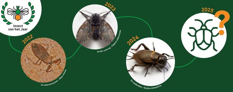 De winnaars van de verkiezing Insect van het Jaar