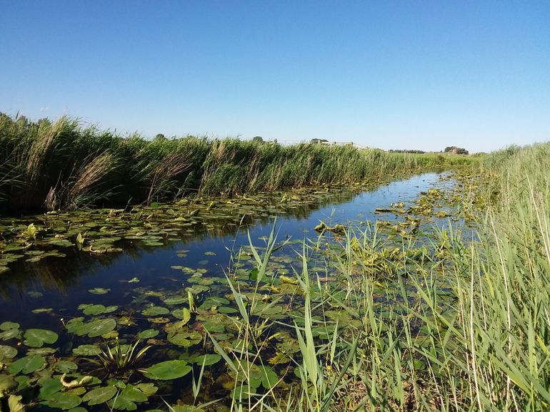 Natuurvriendelijke oever in het beheergebied van Wetterskip Fryslân met onder andere Riet, Gele plomp en Krabbenscheer