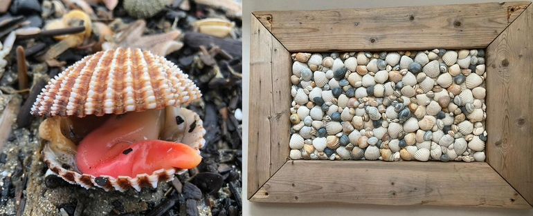 In de vloedlijn bij Hoek van Holland is de Gedoornde hartschelp allang niet zeldzaam meer. Rechts: de bruine, vers uitziende, grotere hartschelpen in deze creatie van Ed van Noort komen ook van Hoek van Holland