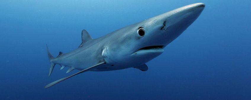 Een requiemhaai zwemt onder water in de oceaan bij Zuid-Afrika.