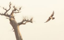 Grauwe kiekendief in de Sahel