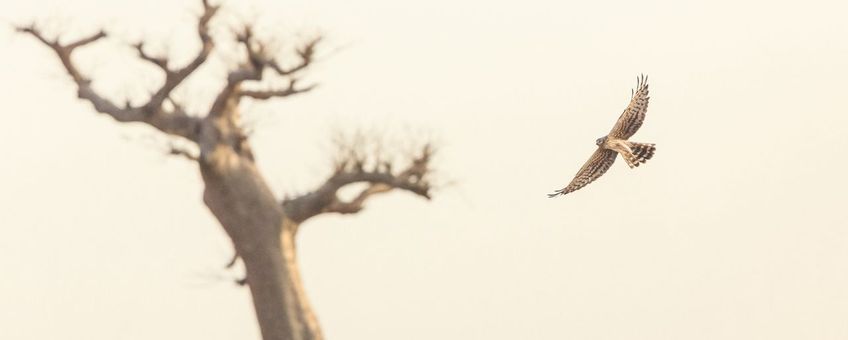 Grauwe kiekendief in de Sahel