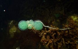 V.Engelbos gestippelde dieseltreinworm met eikapsels in de Grevelingen waarneming CCBYNCND