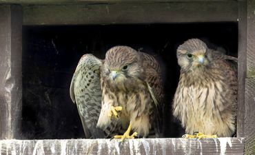 Juveniele torenvalken