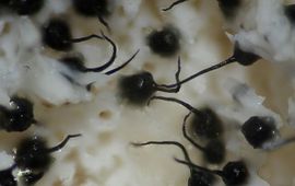 Menno Boomsluiter Ophiostoma polyporicola