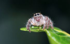 Pixabay jumping spider