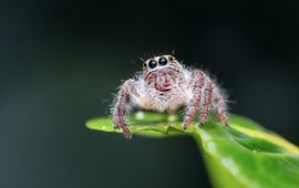 jumping spider