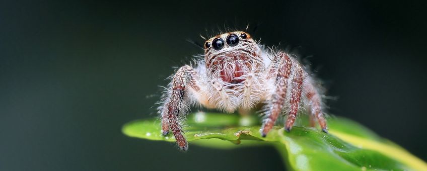 jumping spider