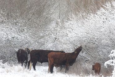Rode geusrunderen eten van twijgen in de luwte van een bosje, afgelopen zondag. Daarbuiten loeide een ijskoude oostenwind en vloog de sneeuw horizontaal langs