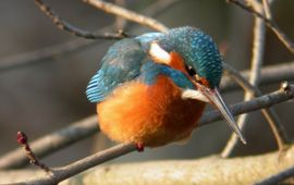 Alcedo atthis. IJsvogel