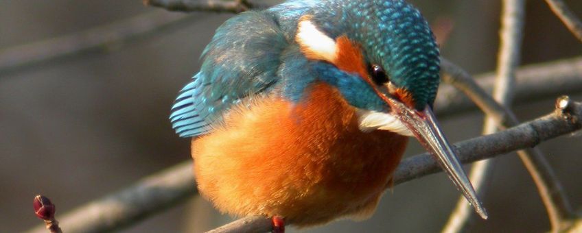 Alcedo atthis. IJsvogel