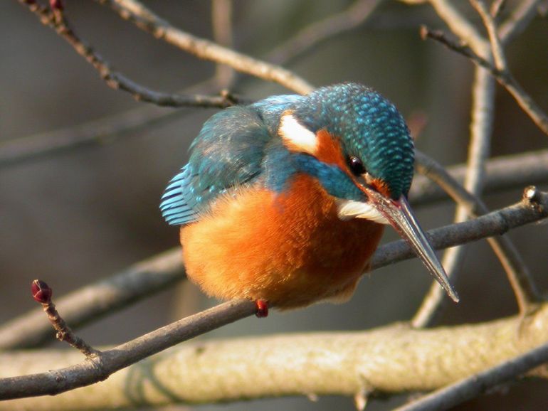 IJsvogels kunnen niet goed tegen strenge vorst