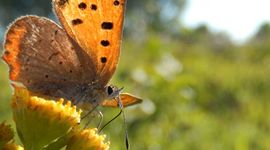 Kleine vuurvlinder - primair