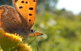 Kleine vuurvlinder - primair