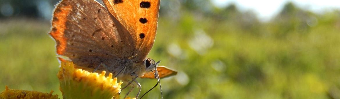 Kleine vuurvlinder - primair