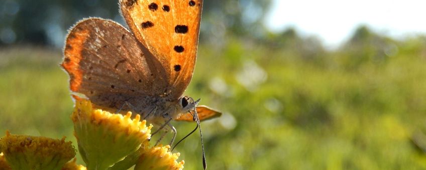 Kleine vuurvlinder - primair