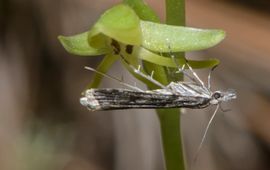 Eudonia lineola bestuift een Habenaria tridactylites