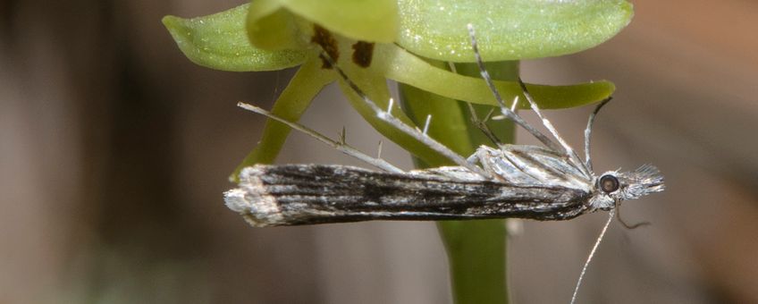 Eudonia lineola bestuift een Habenaria tridactylites