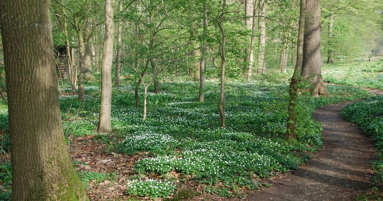 Bosanemonen in Hortus Nijmegen