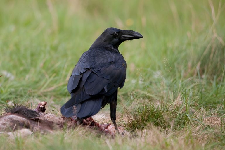 Raven zijn alleseters die gebaat zijn bij de aanwezigheid van aas