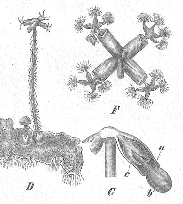 Halvemaantjesmos, vrouwelijke plant