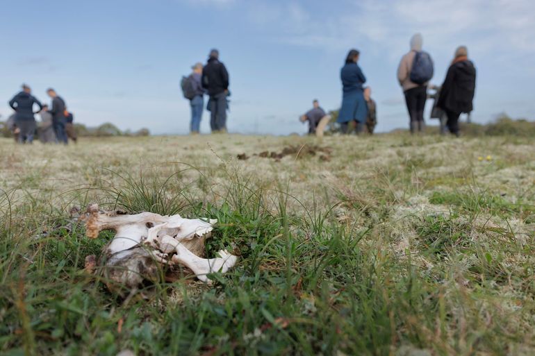 Het terugbrengen van verkeerslachtoffers in de natuur is een belangrijke stap in het herstel van aasetergemeenschappen