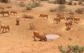 Grazende wrattenzwijnen in een door droogte getroffen gebied in Somaliland.