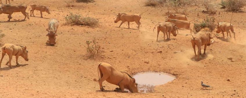 Grazende wrattenzwijnen in een door droogte getroffen gebied in Somaliland.