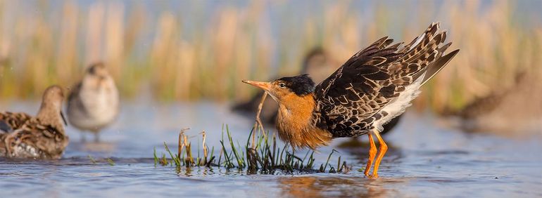 Kemphanen behoren tot de strandlopers
