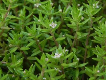 Watercrassula