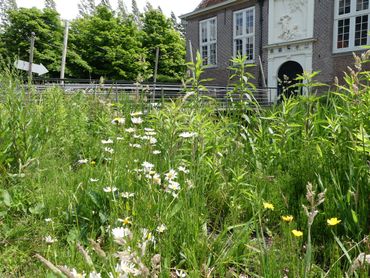 Een andere stedelijke vindplaats van de stadsmaskerbij