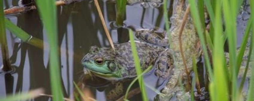 De Amerikaanse brulkikker van Sint-Oedenrode