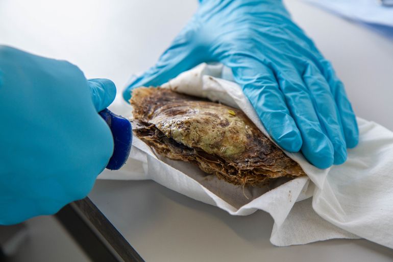 De conditie van een oester uit het Gemini-windpark wordt onderzocht, een aantal maanden nadat hij in het park is uitgezet