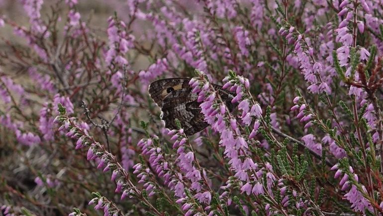 Heivlinder op de Hoge Veluwe