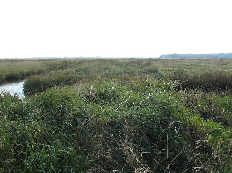 Grote delen van natuurgebied De Onlanden veranderden binnen korte tijd in moeras