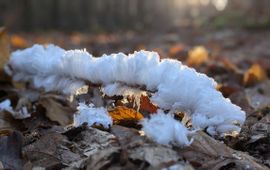 IJshaar, Veluwe bij Apeldoorn, 14 januari 2025