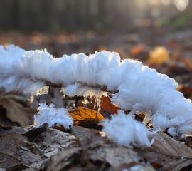 IJshaar, Veluwe bij Apeldoorn, 14 januari 2025
