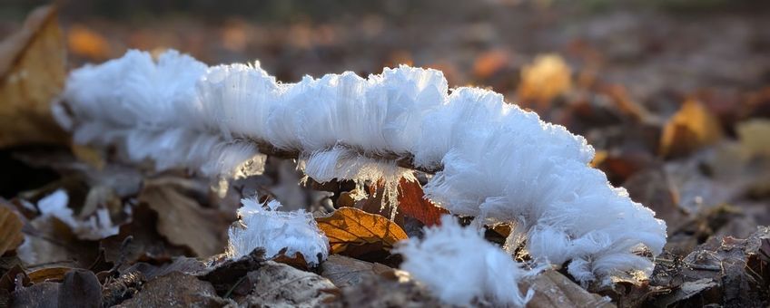 IJshaar, Veluwe bij Apeldoorn, 14 januari 2025