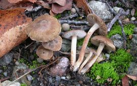 Wim Veraghtert Kastanjebruine vezelkop - Inocybe tjallingiorum