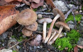 Kastanjebruine vezelkop - Inocybe tjallingiorum