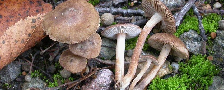 Kastanjebruine vezelkop - Inocybe tjallingiorum