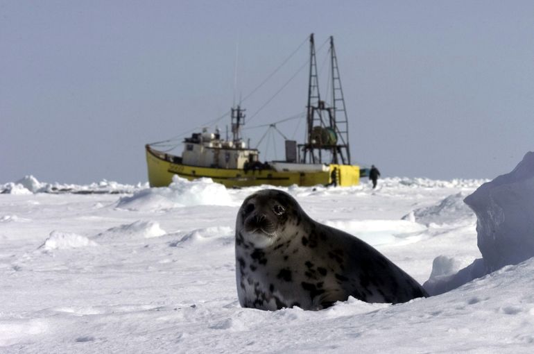 Een zadelrobjong op het ijs in de Saint Lawrencebaai. Een robbenjagerboot ligt vlakbij in afwachting van het begin van de Canadese zeehondenjacht in 2005
