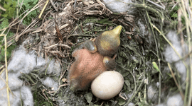 Muisvogels in Mbuluzi Game Reserve (Eswatini) gebruiken vezels van wilde katoen voor hun nest en verspreiden zo zaden