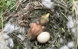 Muisvogels in Mbuluzi Game Reserve (Eswatini) gebruiken vezels van wilde katoen voor hun nest en verspreiden zo zaden